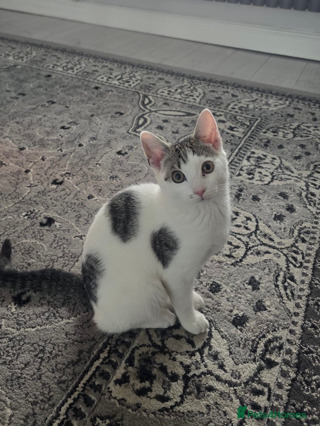 Mixed Breed cats Tabby Cross Female Kitten  - Advert 1