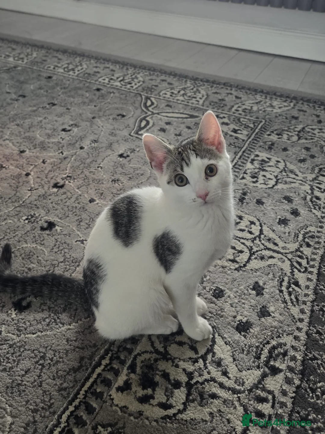 Mixed Breed cats for sale: Tabby Cross Female Kitten  - Advert 1