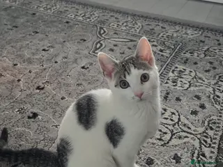 Mixed Breed cats Tabby Cross Female Kitten - Advert 1