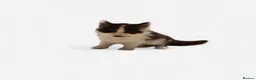 Mixed Breed cats for sale: 🐱7 beautiful kittens for sale! - Advert 3