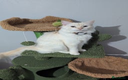 Ragdoll cats for sale: 4 Gorgeous Pure-Bred Ragdolls - Image 12