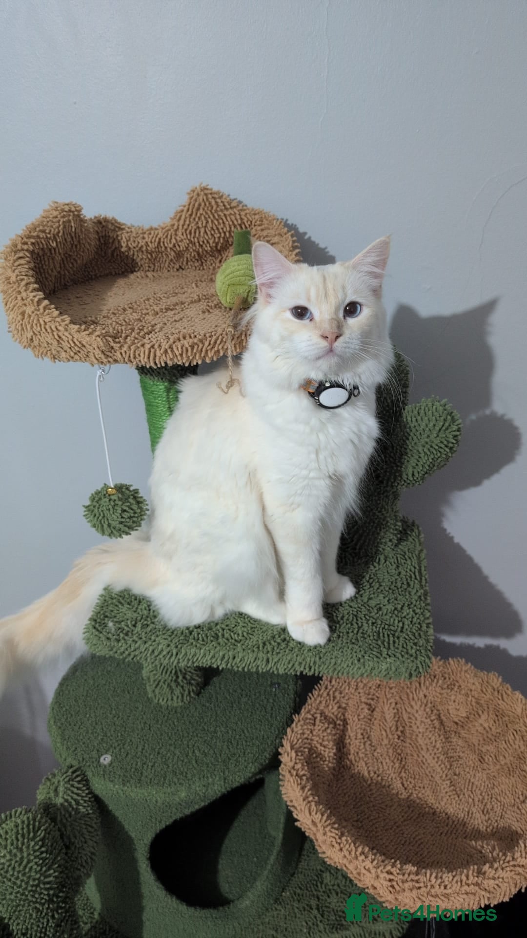 Ragdoll cats for sale: 4 Gorgeous Pure-Bred Ragdolls - Image 12