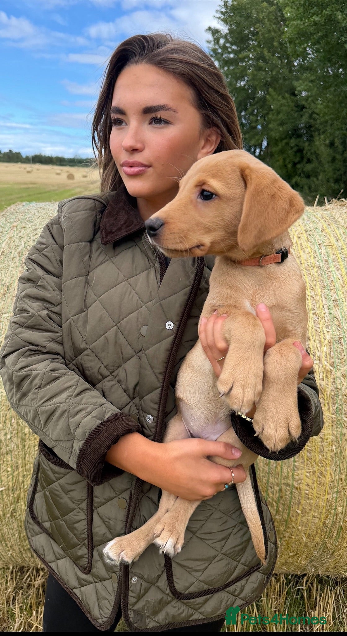 Labrador Retriever dogs Working Line Labrador Puppies  - Advert 1