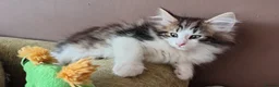 Norwegian Forest Cat cats for sale: Beautiful pedigree Norwegian Forest kittens  - Advert 25