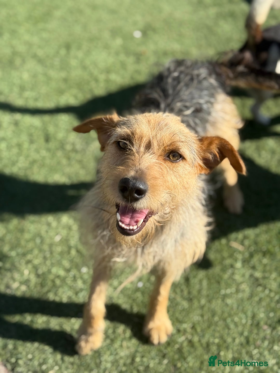 Mixed Breed dogs for adoption: Sweet Trixie Needs LOVE - Image 7