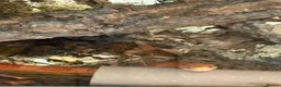 Corn Snake reptiles for sale: Amel corn snake+viv in Preston - Advert 3