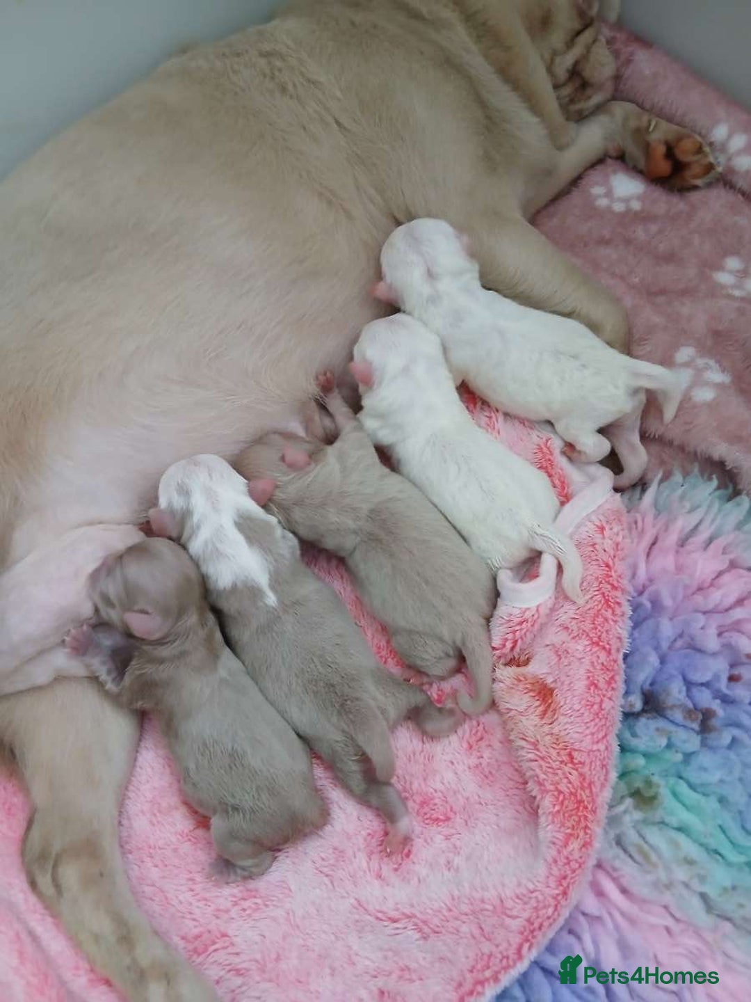 Pug dogs for sale: The “Dinosaur Litter”  - Image 7