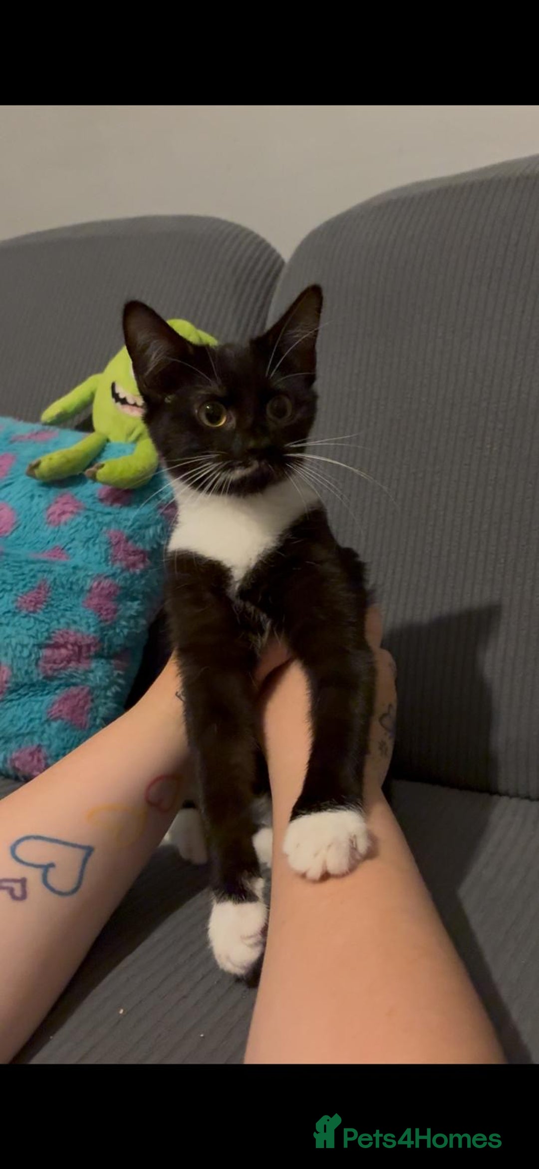 Mixed Breed cats for sale: Mix of cats to go asap (fr33 to good home)  - Image 7