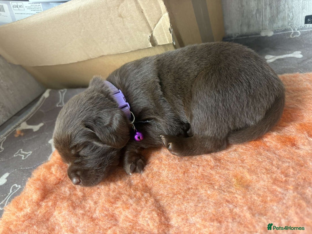 Mixed Breed dogs for sale: Adorable Lab/Spaniel/Collie Mix Puppies for Sale - Image 12