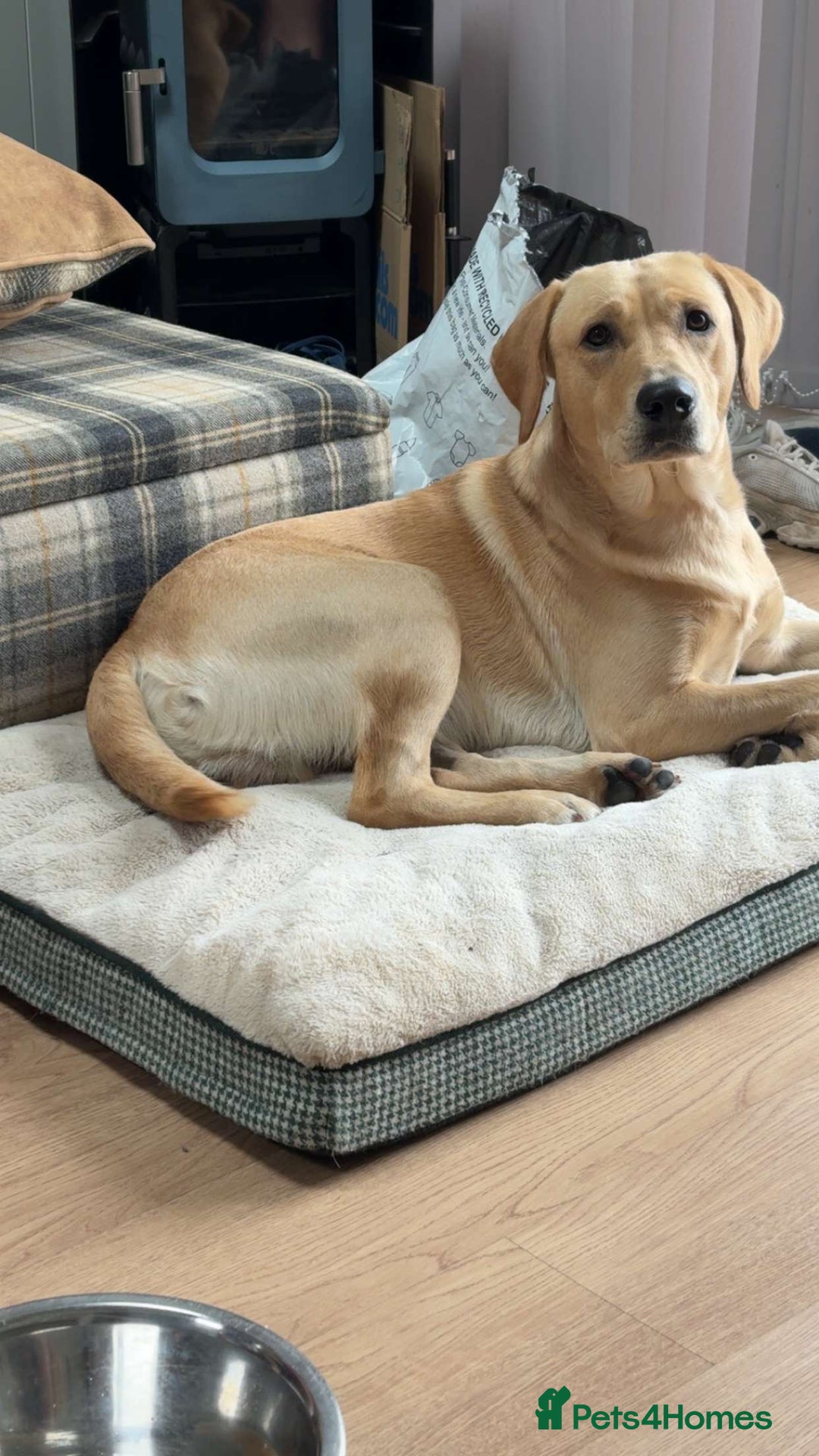 Labrador Retriever dogs for sale: Beautiful Labrador Pup - Advert 11