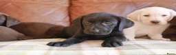 Labrador Retriever dogs for sale: Beautiful Health Tested Labrador Puppies - Advert 3