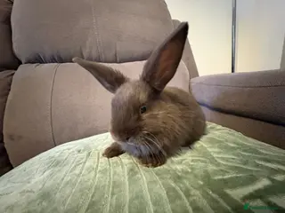 Mini Lop rabbits Mini Lops - Advert 8