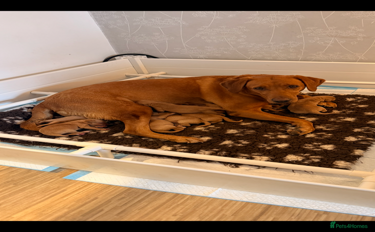 Labrador Retriever dogs - Advert 2