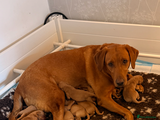 Labrador Retriever dogs - Advert 7