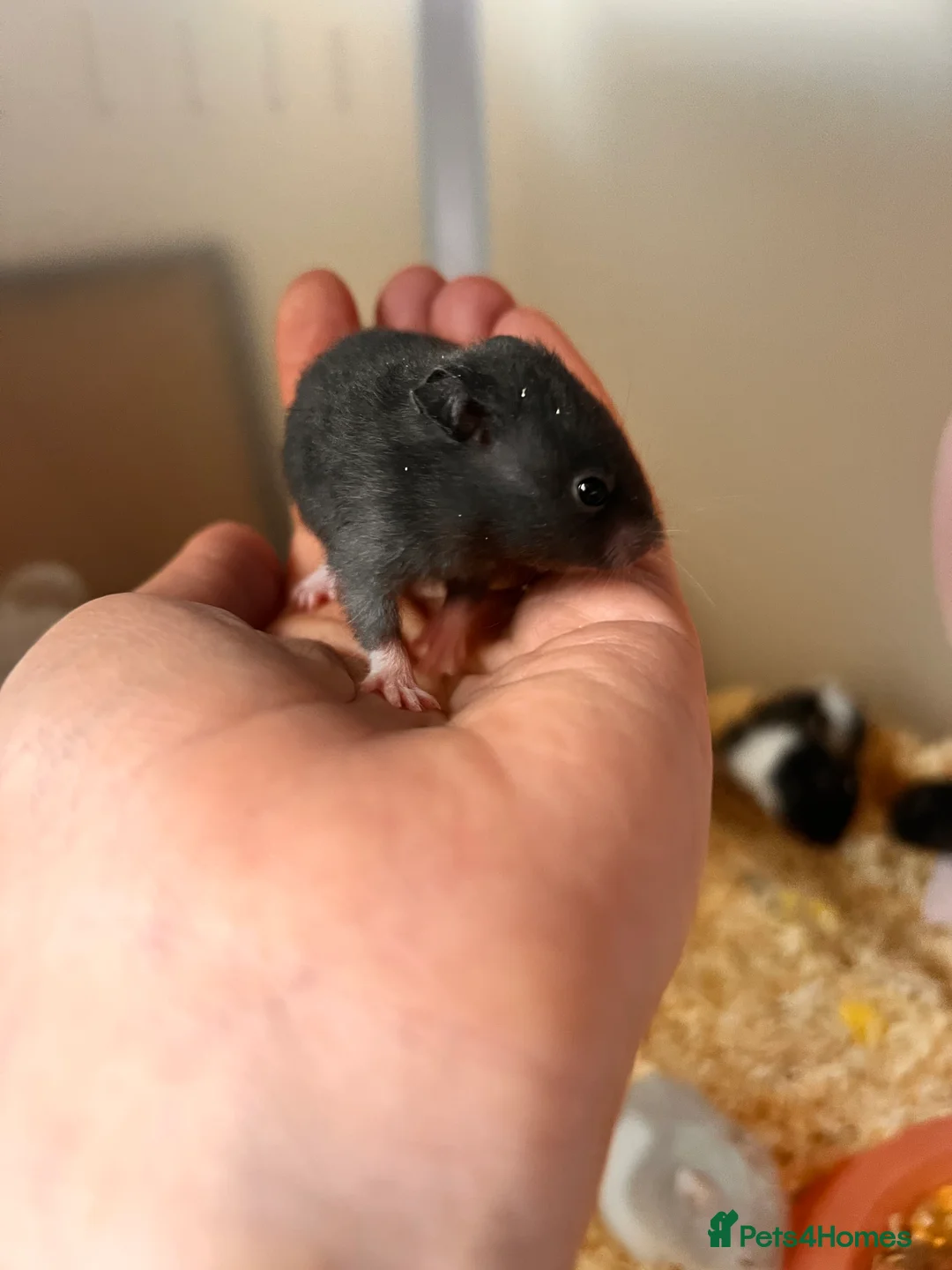 Hamster rodents for sale: Baby syrian hamsters  - Advert 2