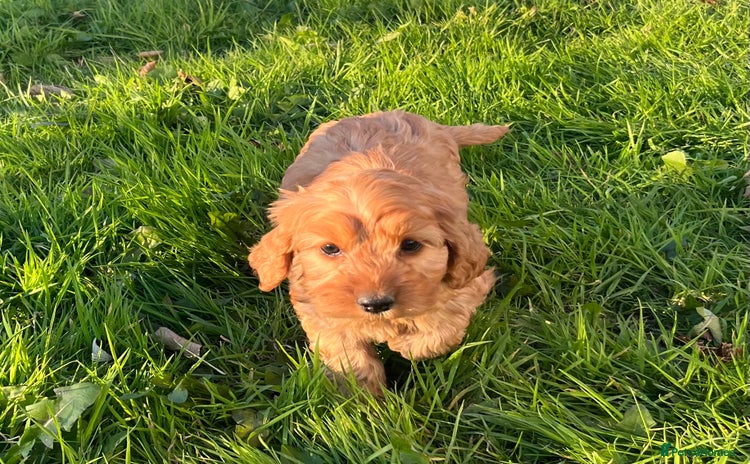 Cockapoo dogs - Advert 2