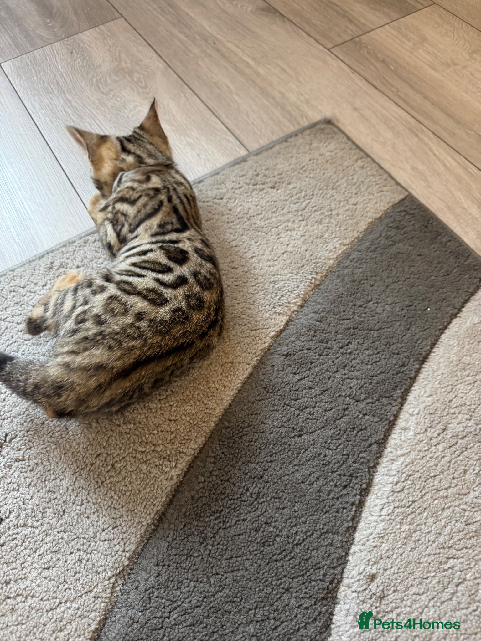 Bengal cats 🐆✨Outstanding TICA Registered Bengal cubs  ✨🐆 - Advert 2