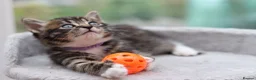 Mixed Breed cats for sale: Beautiful Tabby Kittens in Telford - Advert 20