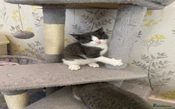 British Shorthair cats for sale: British short hair x tabby kittens  - Image 10