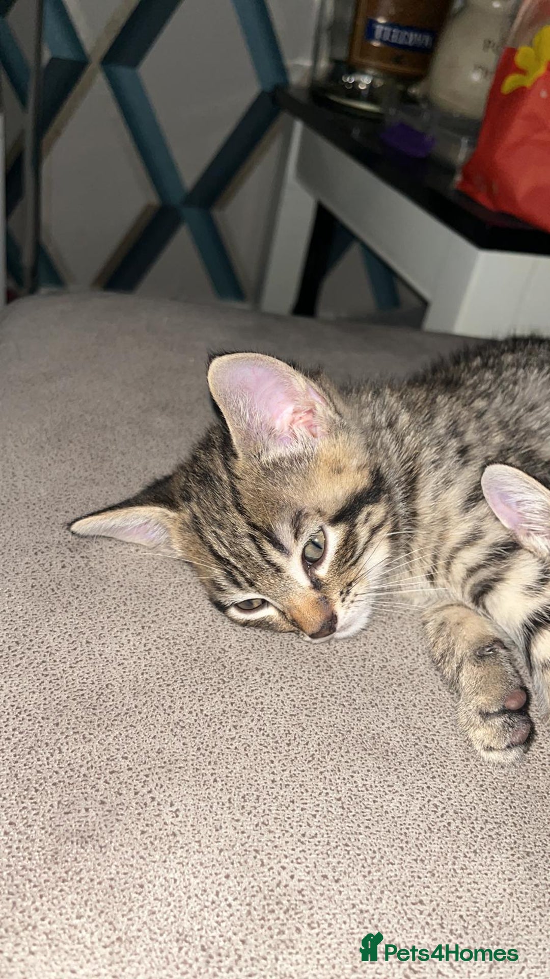 Mixed Breed cats for sale: Tabby kittens  - Image 4
