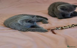 British Shorthair cats for sale: REDUCED LAST 4 REMAINING! TICA BRITISH SHORTHAIRS - Image 23