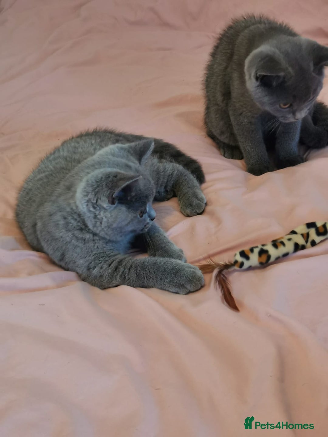 British Shorthair cats for sale: REDUCED LAST 4 REMAINING! TICA BRITISH SHORTHAIRS - Image 23