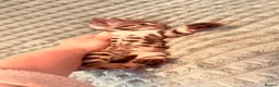 Bengal cats for sale: Stunning Purebred Bengal Kittens for sale. - Advert 11