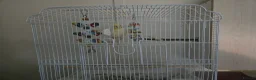 Cockatiels birds for sale: Beautiful Lutino Cockatiel with Cage in Chester - Advert 2
