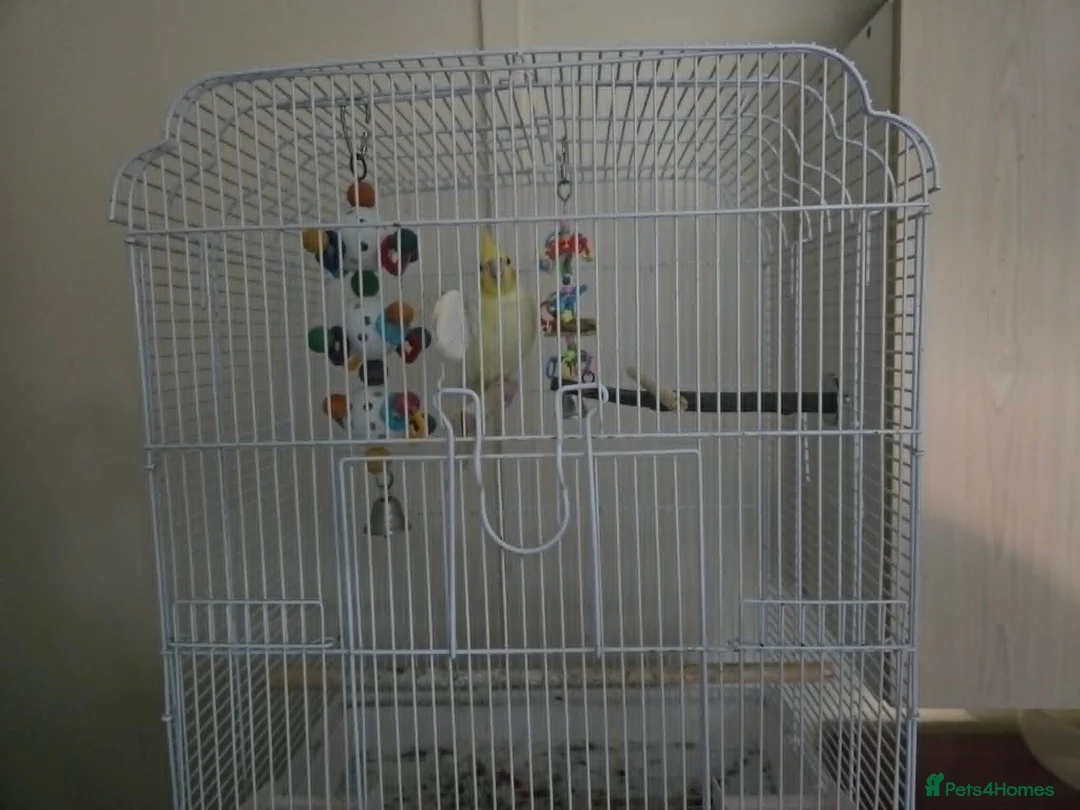 Cockatiels birds for sale: Beautiful Lutino Cockatiel with Cage in Chester - Advert 2