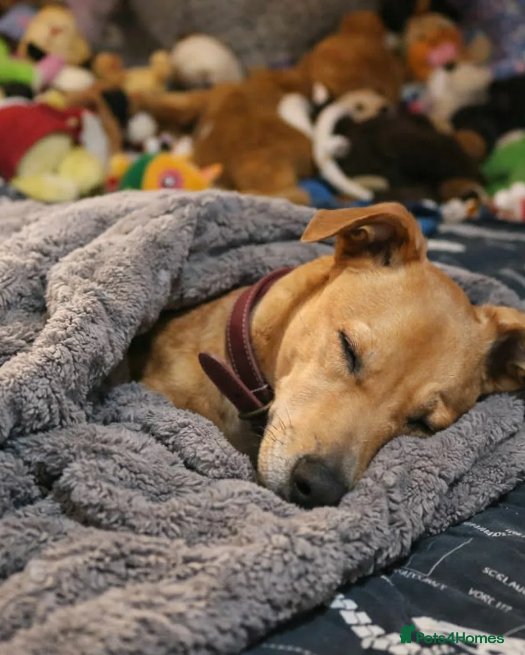 Mixed Breed dogs for adoption: Albert – Sweet, Affectionate Boy  in St Albans - Advert 1