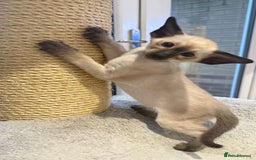 Siamese cats for sale: Siamese GCCF Registered Kittens - Image 13