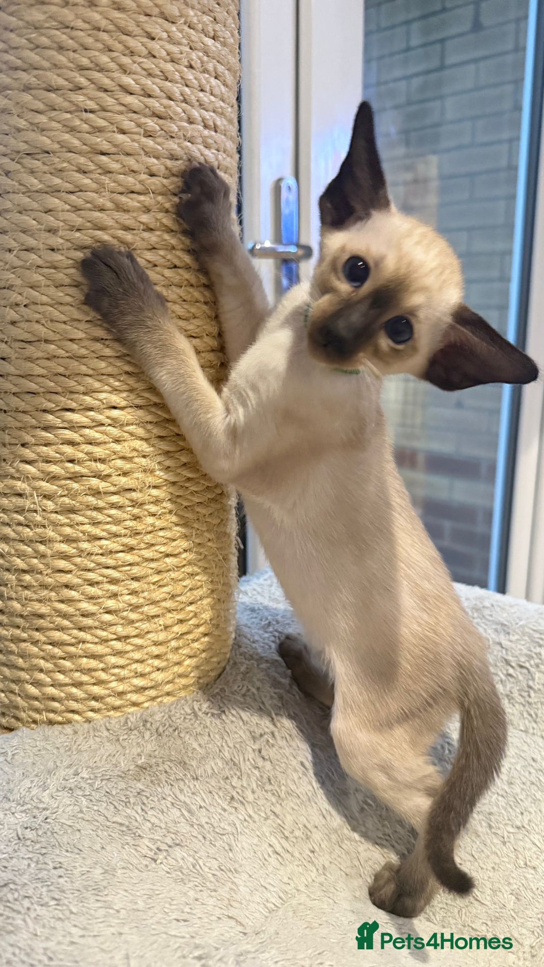 Siamese cats for sale: Siamese GCCF Registered Kittens - Image 13