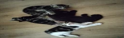 Mixed Breed cats for sale: Beautiful Domestic Shorthair Kittens Ready Soon - Advert 3