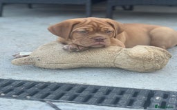 Dogue De Bordeaux dogs for sale: Top Quality DoguedeBordeaux -Last Boy Remaining!  in Hornchurch - Image 5