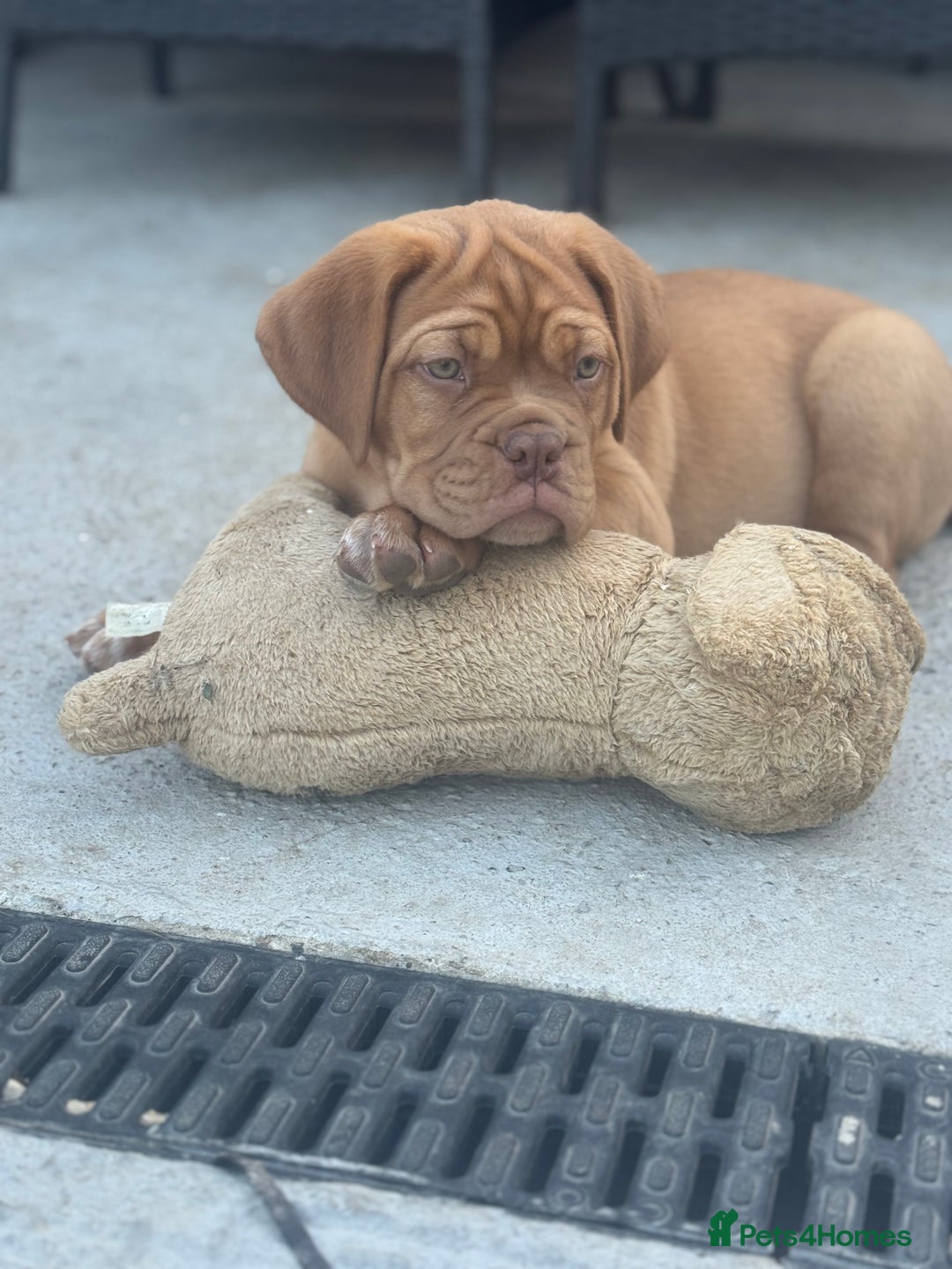 Dogue De Bordeaux dogs for sale: Top Quality DoguedeBordeaux -Last Boy Remaining!  in Hornchurch - Image 5