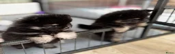 Pomeranian dogs for sale: KC registered Pomeranian  - Advert 5