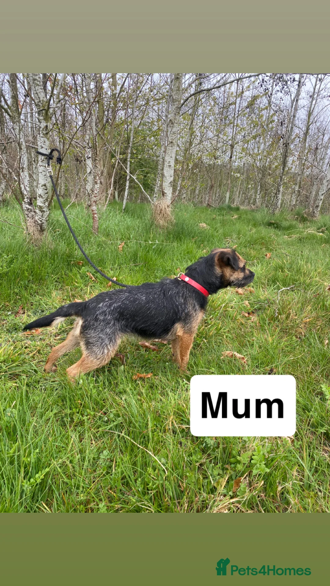Border Terrier dogs for sale: ⭐️BORDER TERRIER PUPPIES  - Advert 32
