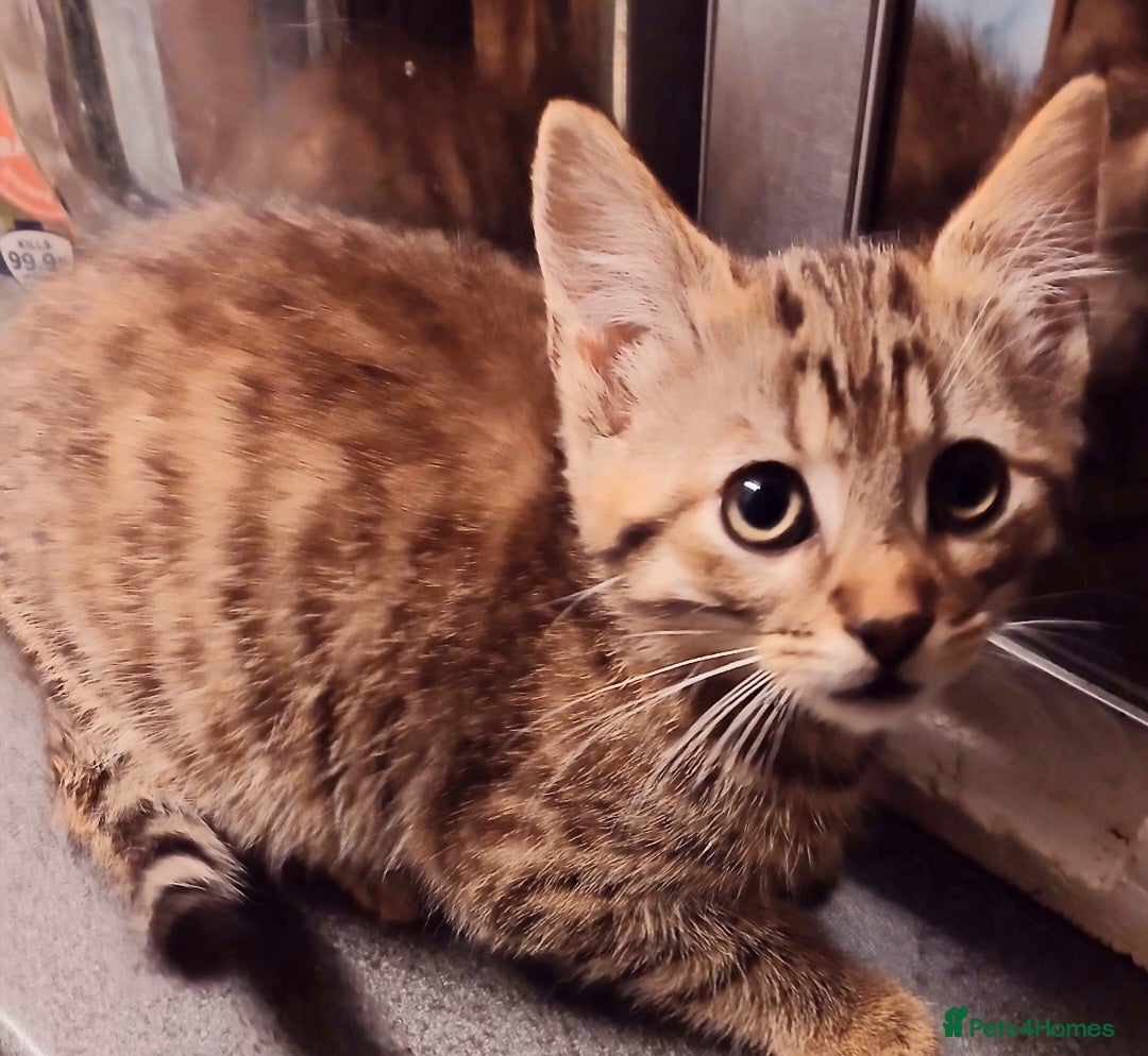 Bengal cats for sale: Cute mixed bangle kittens  - Advert 3