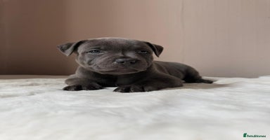 Staffordshire Bull Terrier dogs - Advert 7