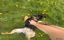 Mixed Breed dogs for sale: Alaskan Rottweiler Chow - Image 1