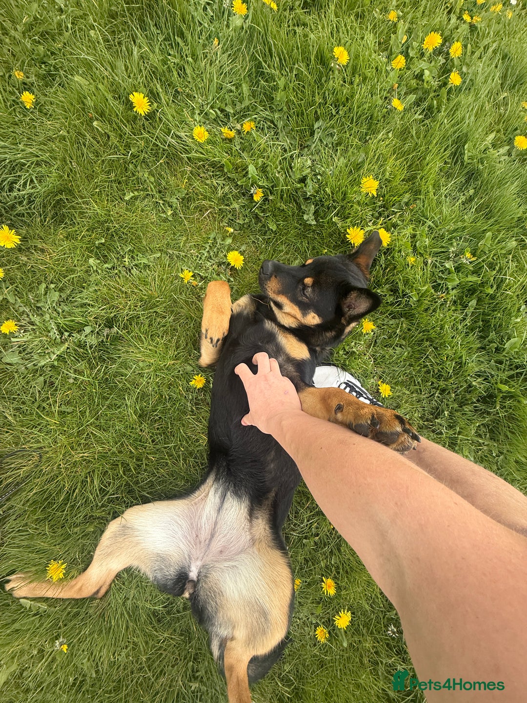 Mixed Breed dogs for sale: Alaskan Rottweiler Chow - Image 1