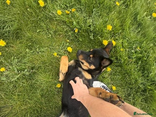 Mixed Breed dogs - Advert 30