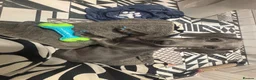 Miniature Dachshund dogs for stud: Blue KC Registered Miniature Daschund STUD in London - Advert 16