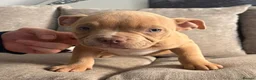 American Bully dogs for sale: Quality Pocket bully pups - Advert 11