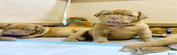 Dogue De Bordeaux dogs for sale: Dogue de Bordeaux puppies now available for sale! - Advert 3