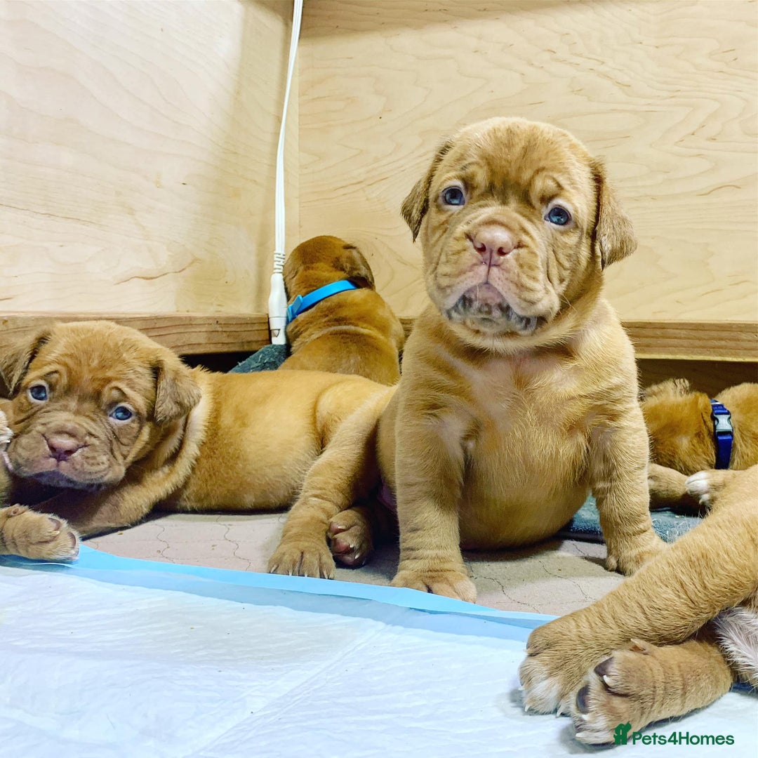 Dogue De Bordeaux dogs for sale: Dogue de Bordeaux puppies now available for sale! - Advert 3