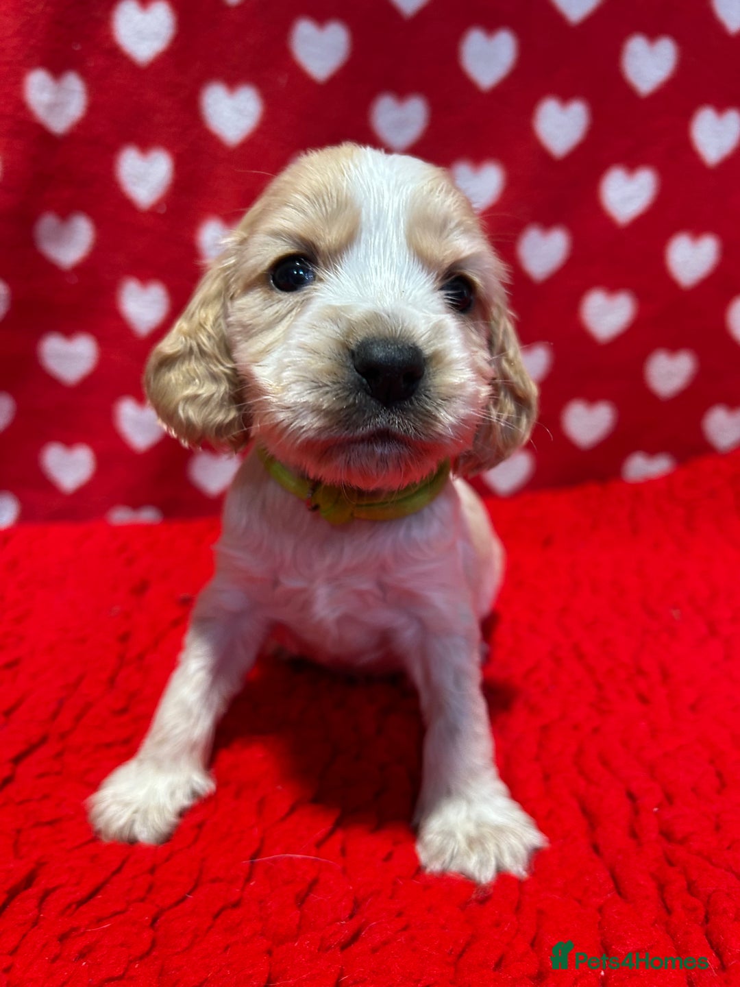 Cocker Spaniel dogs for sale: KC Registered show type cocker spaniel puppies.  - Advert 24