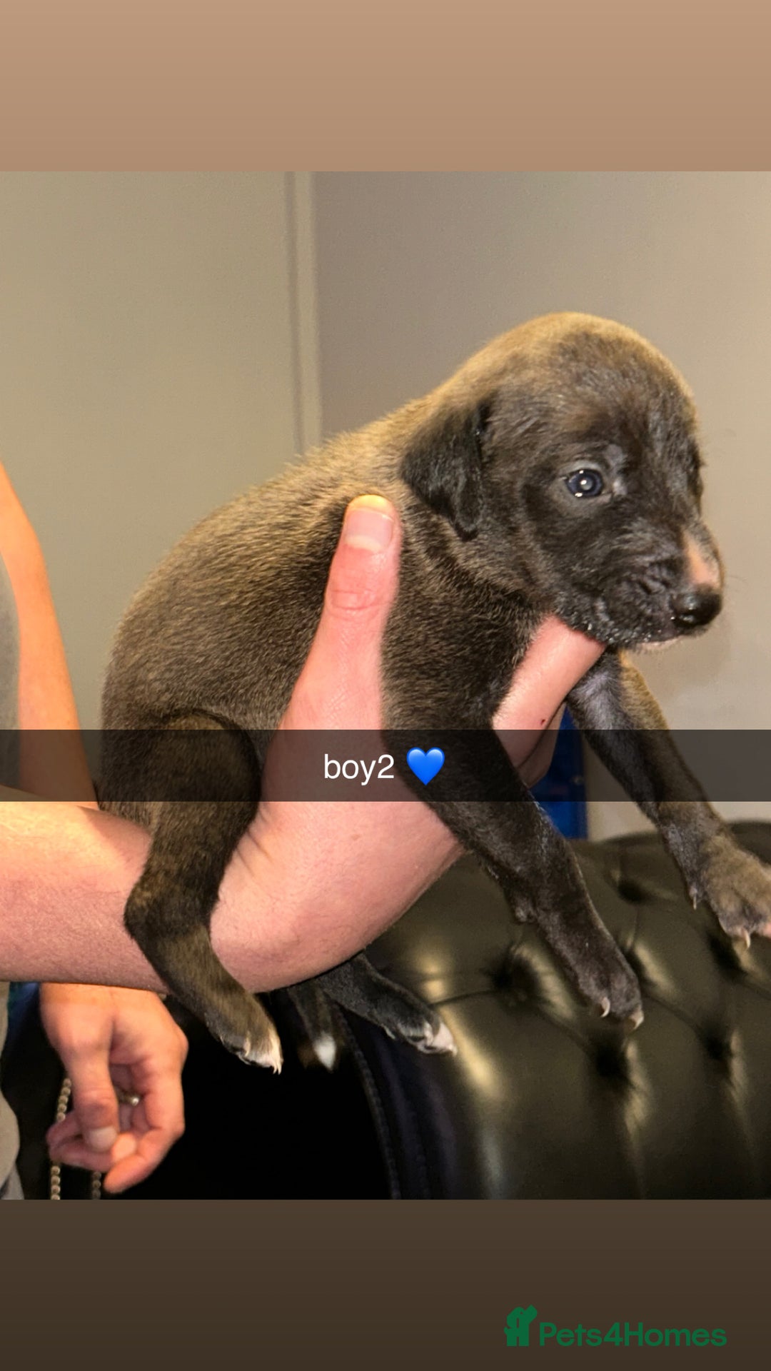 Whippet dogs for sale: whippets  - Advert 7