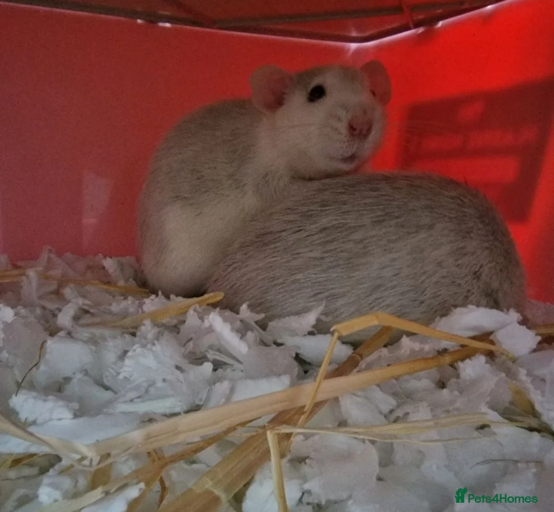 Rat rodents for sale: Two Male Dumbo Rats in Halesowen - Advert 4
