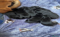 Labrador Retriever dogs for sale: Beautiful Labrador puppies - Image 1